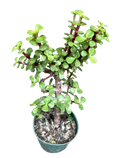 Green Afra Portulacaria